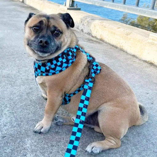 Blue Checkers - Adjustable Harness