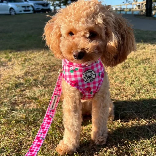 Cherry Delight - Adjustable Harness