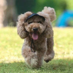 Dog Cap - Black