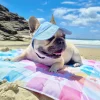 Dog Cap - Blue
