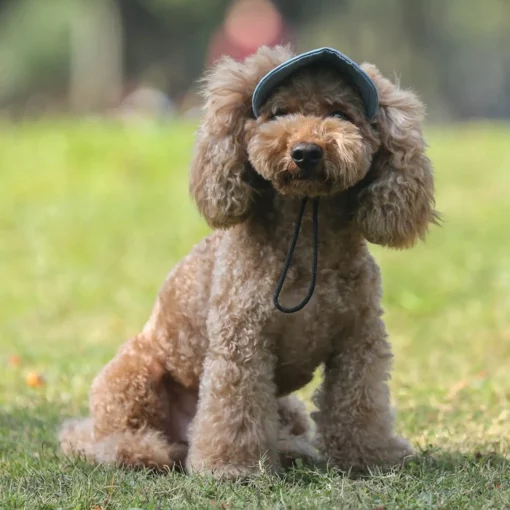 Dog Cap - Blue