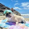 Dog Cap - Mint Stonewash