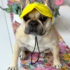 Dog Cap - Yellow