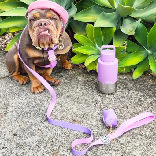 Lavender Portable Human / Dog Stainless Steel Adventure Drink Bottles