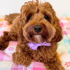 Lilac - Bow Tie