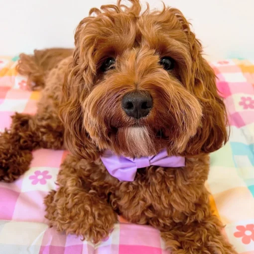 Lilac - Bow Tie