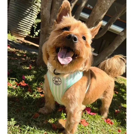Mint Candy Stripe - Adjustable Harness