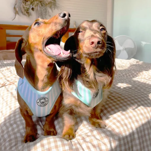 Mint Candy Stripe - Adjustable Harness