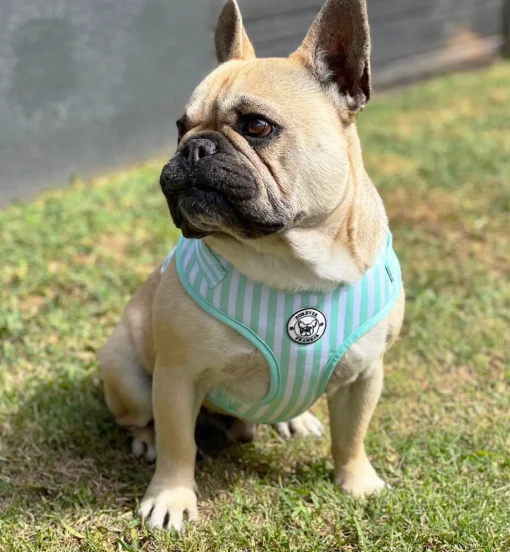 Mint Candy Stripe - Adjustable Harness