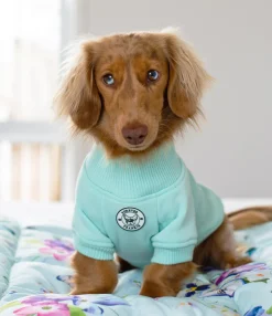 Mint Dog Skivvie