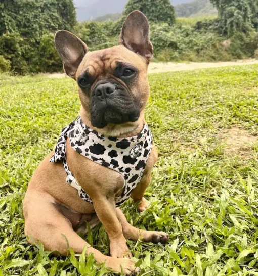 Moo Moo - Bow Tie - End Of Line