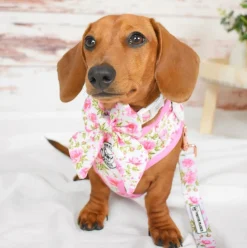Peony Blooms - Dog Lead