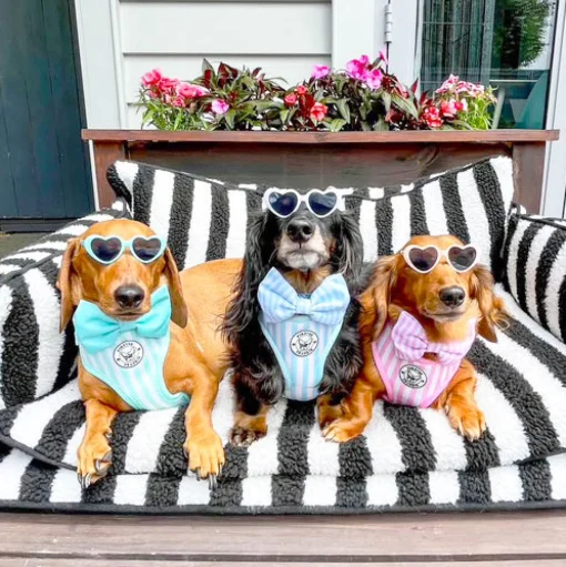 Pink Candy Stripe - Adjustable Harness