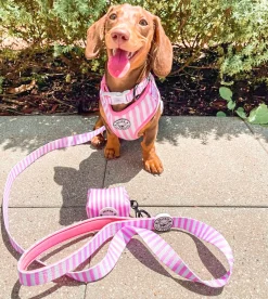 Pink Candy Stripe - Adjustable Harness
