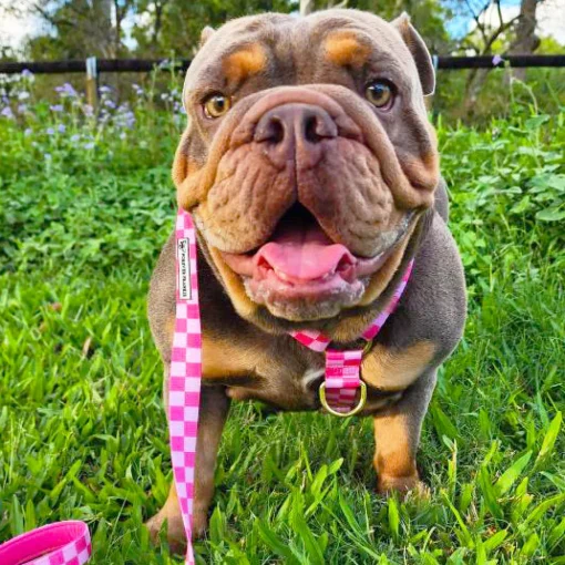 Pink Lemonade Check - Luxe Strap Harness