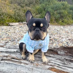 Seafoam Snuggles Dog Skivvie (Limited Edition)