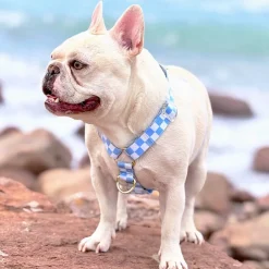Sky Blue Check - Luxe Strap Harness