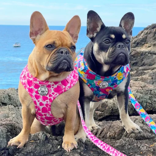 Sweethearts - Adjustable Harness