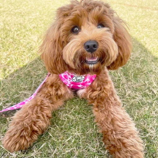 Sweethearts - Adjustable Harness