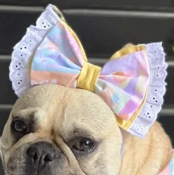 Tutti Fruiti Surprise with lace - Head Bow (Limited Edition)
