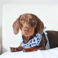 Wild About Blue - Adjustable Harness - End Of Line